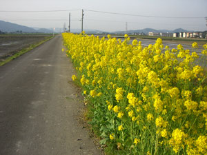 どこまでも続くナノフラワー